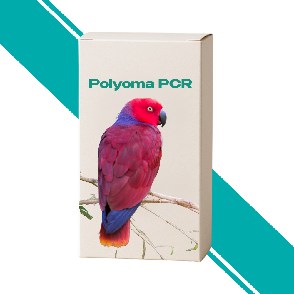 Polyoma PCR